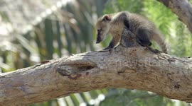 Cute and curious coatis sniff their surroundings