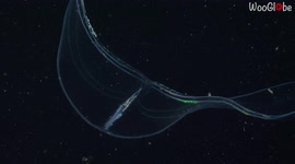 Comb jelly likely first animal to have appeared on Earth research finds