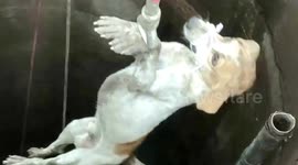 Reservoir dog! Rescuers brave toxic gas to haul stray from  deep well in India