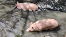 The two big pig's attraction for polluted water , he sure has got an appetite.