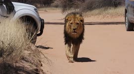 Sleeping lions cause traffic jam in South African wildlife preserve