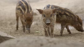Adorable red river hog piglets are a heartwarming bunch