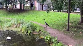 Grey heron in east London