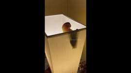 This peach-faced lovebird is infatuated with the texture of its owner's lampshade