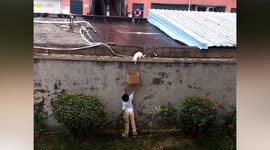 Boy holds cardboard box above head to rescue cat trapped on wall in China