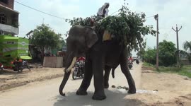 An Elephant stop in middle in road for Pee thats attraction in northern India
