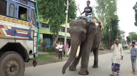 An Elephant collects cash from truck drivers on highway in northern India