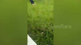 Kind local rescues dog thrown into river by owner