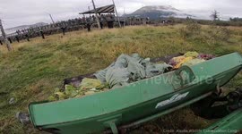 Hungry bears devour leftover giant vegetables from Alaska's state fair