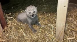 UK zoo welcomes birth of first cheetah cub for a decade
