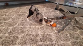 5 month old puppy gets her first pumpkin (let the cuteness begin)