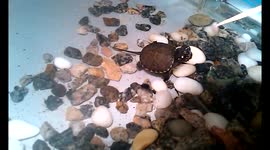 Funny turtles. I feed the turtles with meat. Turtles live in an aquarium.