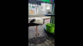 Wild stork fuels up at gas station
