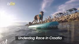 Salty Dogs! Watch as Dog-Owner Duos Compete in a Beach Race in Croatia!