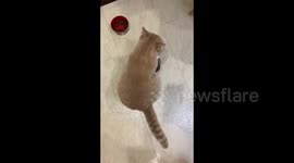 The cat gets on the nerves of its owners by knocking the bowl on the floor