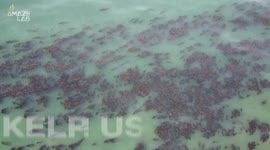 Kelp us all: Drones help researchers save the CO2-eating kelp forests of California