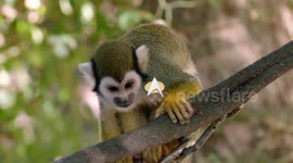 Phoenix Zoo's unique squirrel monkey exhibit