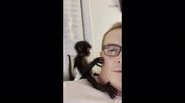 The cutest little spider monkey you'll ever see acting like a nosy neighbor
