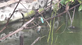 A kingfisher bird catches and tries to eat a small fish during a rain storm at a pond in Thailand.