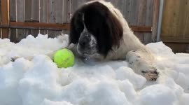 Dying dog plays in snow one last time after Utah ice rink delivers ice shavings to owners
