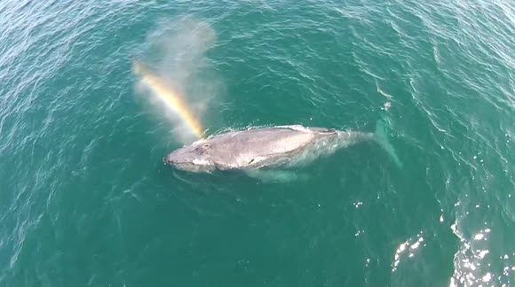 Breaching whale forms rainbow as it spouts clouds of water into the air