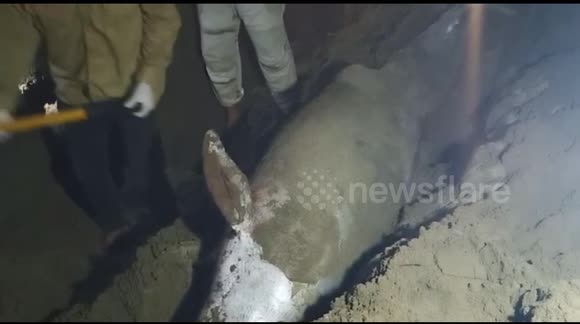 Dolphin found stranded in Indonesia because of allegedly marine pollution