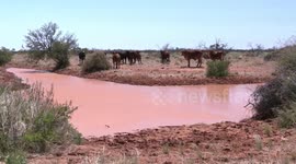 Wary, wild scrub steers watch suspiciously – then bolt into the bush