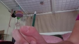 Naughty rabbit repeatedly steals owner's pencils right out of her hands