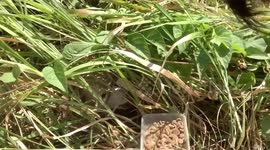 Kind man rescues mother dog and puppies living in field in the Philippines