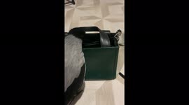 The smart bird knows what to get out of the bag in Moscow, Russia