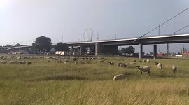 Düsseldorf center. A flock of sheep grazes under the bridge near the Rhein River.