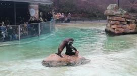 Berlin Zoo. Trained seals obediently follow the commands of the trainers. Swimming, having fun, bringing frisbees, dancing.