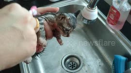 Man adopts one of his rescued kittens weeks later after found it under drainage today