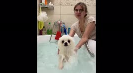 The dog thinks that she is swimming on her own and enjoys it.