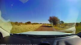 So almost hit a goat that ran across the road straight in-front of our car.