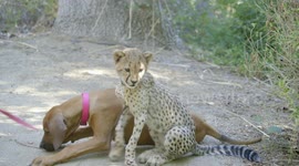 Injured cheetah cub goes on daily walks with puppy to heal front paws