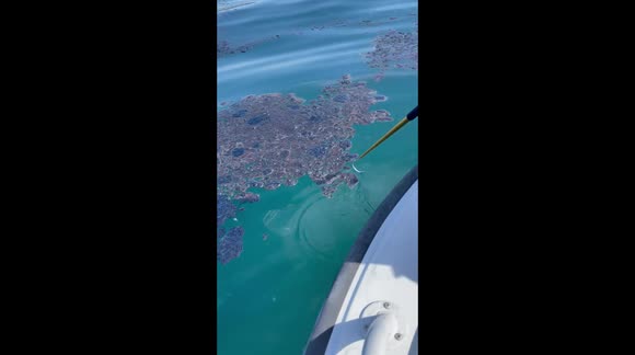 Thick oil blankets waters off coast of southern California after spill