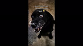 Watch this black lab's eyes go wide as he gets excited for incoming food!