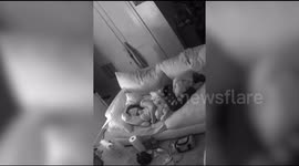 CCTV captures excitable cats making bedtime impossible for their unsuspecting owner