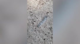 Strangely-shaped caterpillar found in Thailand wilderness