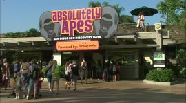 Check out these Absolutely Crazy Apes