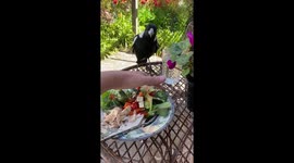 COVID lockdown turns into CORVID hell as brazen magpies steal Aussie mum's lunch