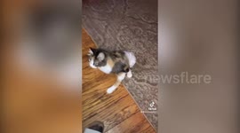 US woman gives cat who lost all use of her back legs a new lease on life