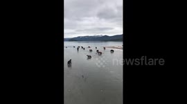 A congregation of bears fishing on the Kuril Lake, Kamchatka
