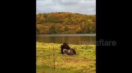 Two bears frolic on the shores of Lake Kuril, Kamchatka