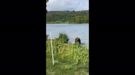 Bears fight for fish on Kuril Lake, Kamchatka