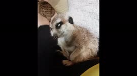What's wrong with this Russian meerkat? Simples - he's just really sleepy
