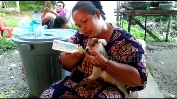 That's my kid! Indonesian woman nurses baby goat that was thrown out of her group