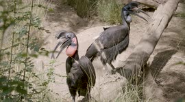 Abyssinian Ground Hornbills Have Some Gorgeous Eyelashes