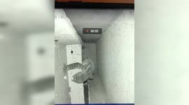 Monitor lizard behind eerie scratching noise Indonesian homeowner thought was a cat